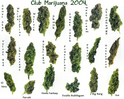 club_marijuana_by_puddlz_by_club_marijuana.jpg