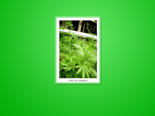 da_remix_cannabis_6_by_cpasmoi.jpg